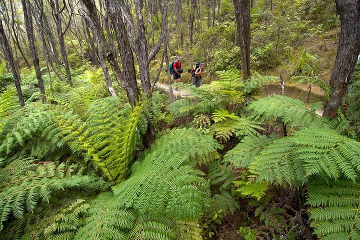 Kayak & Pitt Head Nature Loop - Guided Kayak & Unguided Walk - New Zealand - Photo 1 of 6